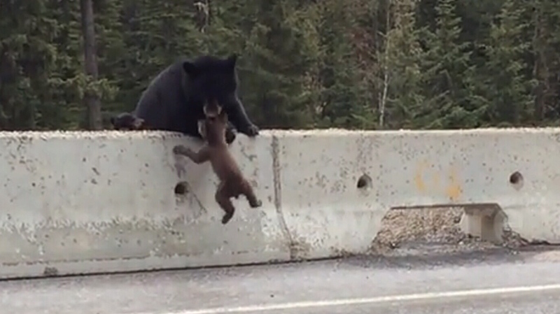 Bear saves cub