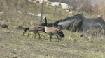 A file image of geese in Winnipeg. (Source: CTV News Winnipeg)