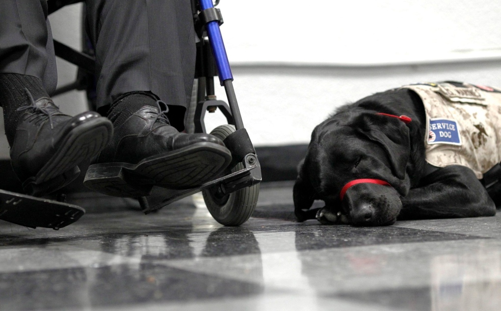 Ottawa to fund service dog project