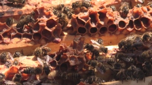 Bees across Canada are dying off at an alarming rate after a harsh winter and small mite infestations.