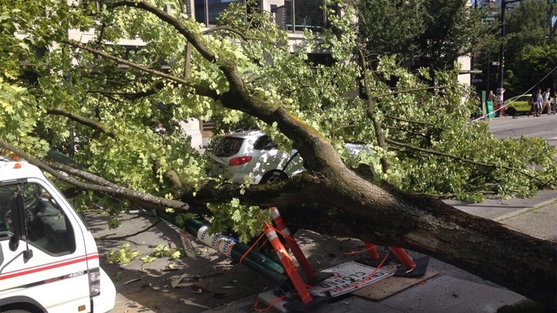 Tree falls in Victory Square