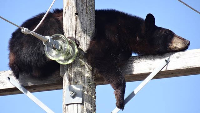 SaskPower crews snapped several photos last week of a bear that had scurried up a power pole near Shellbrook, Sask. The bear was napping at the top of the pole. (SaskPower)
