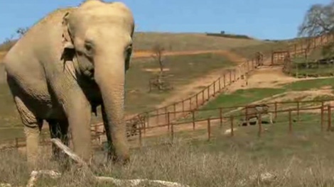 Toronto Zoo board to discuss plans to move elephants to animal sanctuary in California.