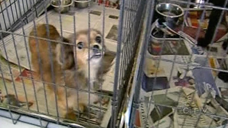 A puppy that was seized from the Paws "R" Us Kennel in Quebec is shown in this undated photo.