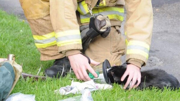 An Ottawa firefighter administers oxygen to a cat rescued from a residential fire May 30, 2014.
Courtesy: Scott Stilborn and Jean Lalonde, Ottawa Fire Services