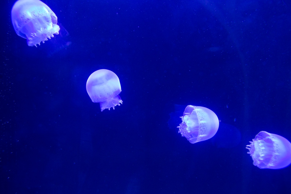 Jellyfish swim in Mexico City aquarium