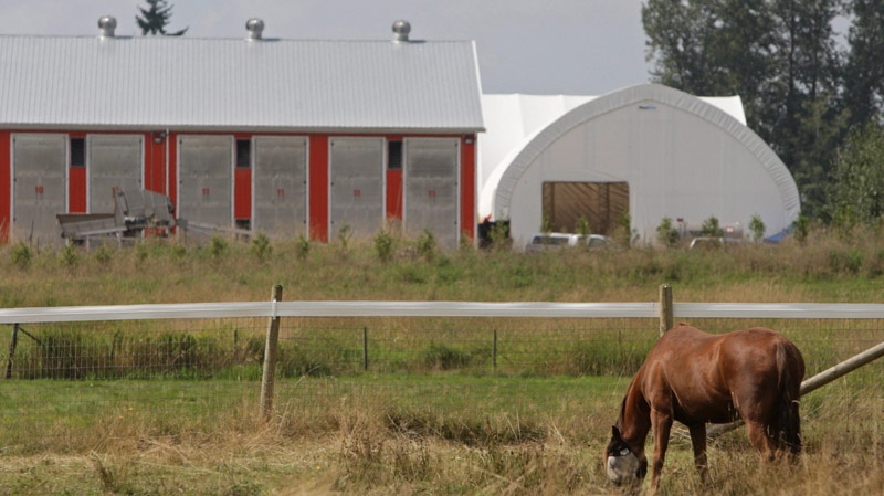 A horse grazes on a property next to a mushroom farm in Langley, B.C., on Saturday September 6, 2008, where three people were overcome by an unknown substance and died and three were seriously injured 