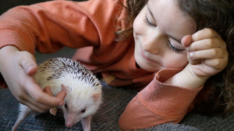 Jambalaya, a six-month-old pet hedgehog