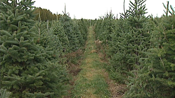 Christmas trees are seen at a farm in Waterloo, Ont.