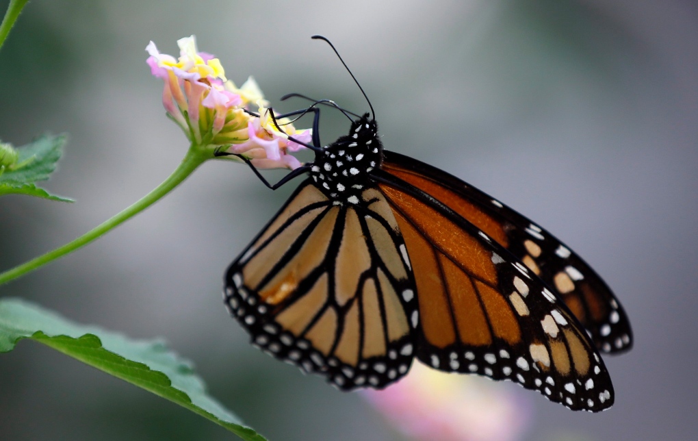 Monarch butterly