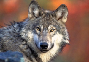 A photo provided by the U.S. Fish and Wildlife Service shows a gray wolf, April 18, 2008. (AP / U.S. Fish and Wildlife Service, Gary Kramer)