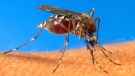 In this undated file photo provided by the USDA, an aedes aegypti mosquito is shown on human skin. (AP / USDA)