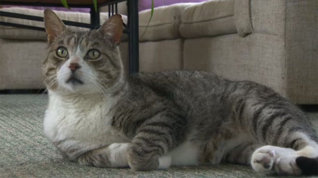 A cat which disappeared during the June, 2013 High River flood has 