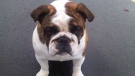 Surrey RCMP say Samson the bulldog was stolen from its family's backyard in Coquitlam. (Handout)