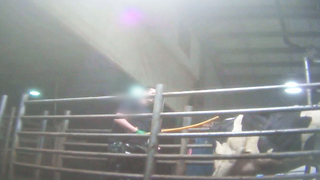 B.C. dairy farm animal abuse allegations