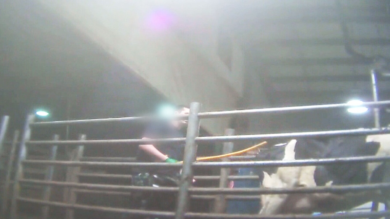 One of Canada's largest dairy farms faces serious allegations of animal abuse.