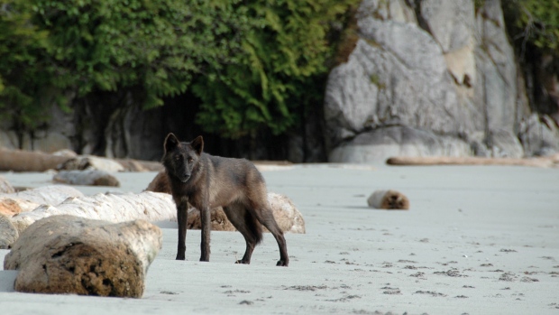 Wolves near Tofino, Ucluelet showing no fear of humans, officials say - CTV Vancouver Island