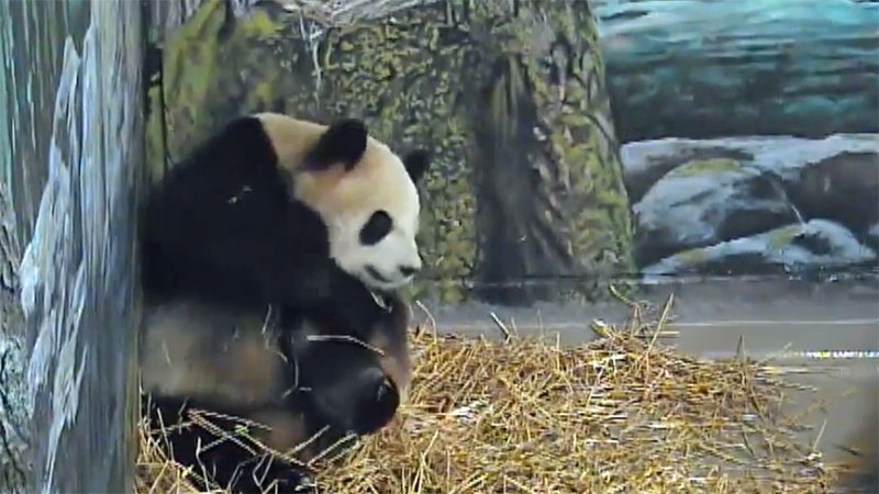 Toronto Zoo's panda may be pregnant