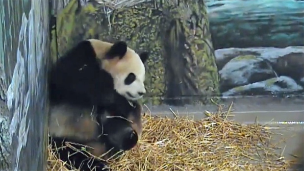 Breeding attempt with Toronto Zoo giant panda didn't produce pregnancy ...