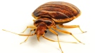 A bed bug is pictured in this file photo. 