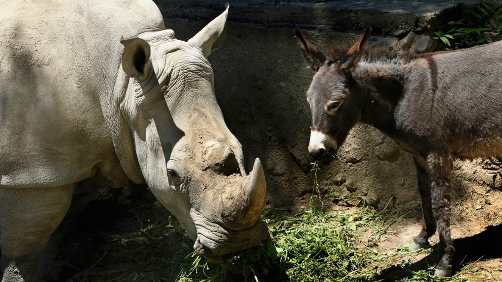 Rhinoceros and donkey at the Tblisi Zoo