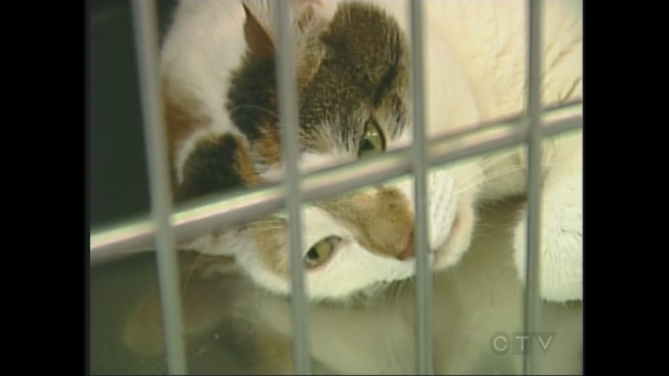 CTV London: Humane society overwhelmed by cats