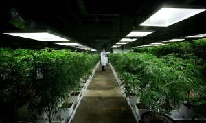 MediJean cannabis plant care technician Misad Shazi sprays water on marijuana plants growing at the medical marijuana facility in Richmond, B.C., on Friday March 21, 2014. (Darryl Dyck/ THE CANADIAN PRESS)