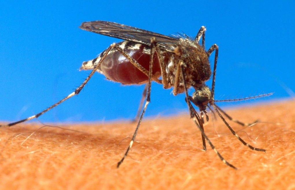 Chikungunya virus spreading through Caribbean