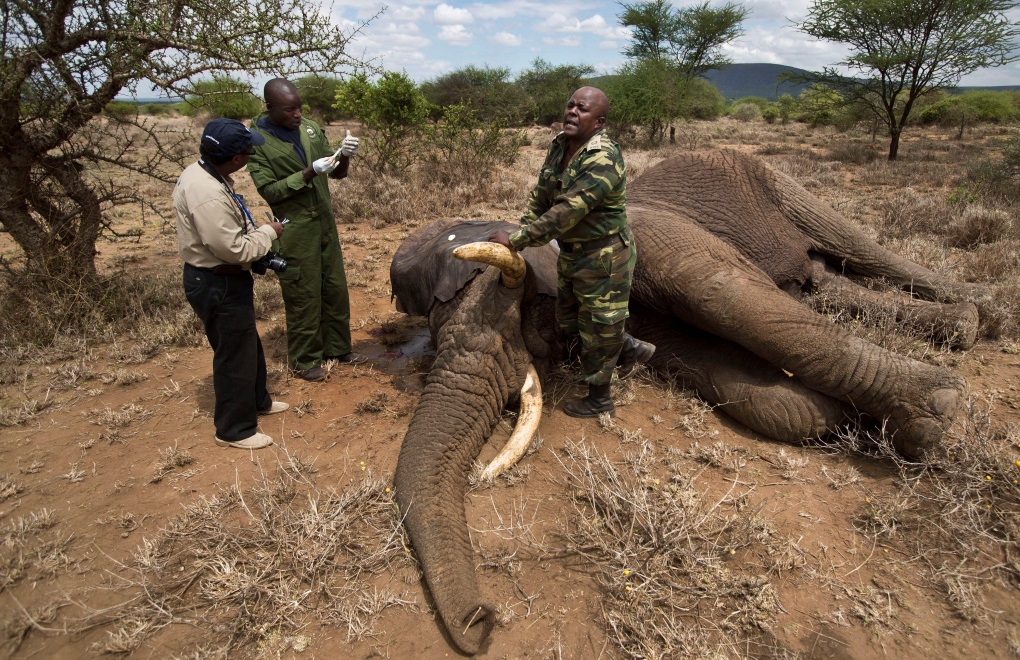 Illegal Ivory Trade Experts Demand Action On Elephant Poaching Ctv News