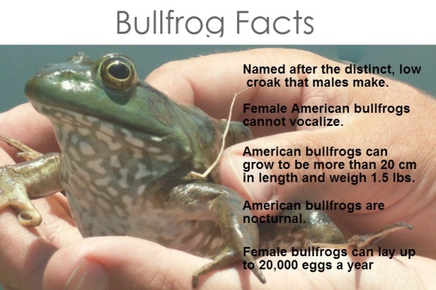 Bullfrog facts