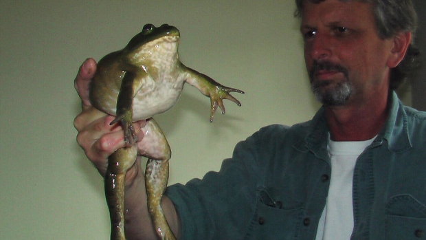 B.C. frog hunter on mission to eradicate destructive American