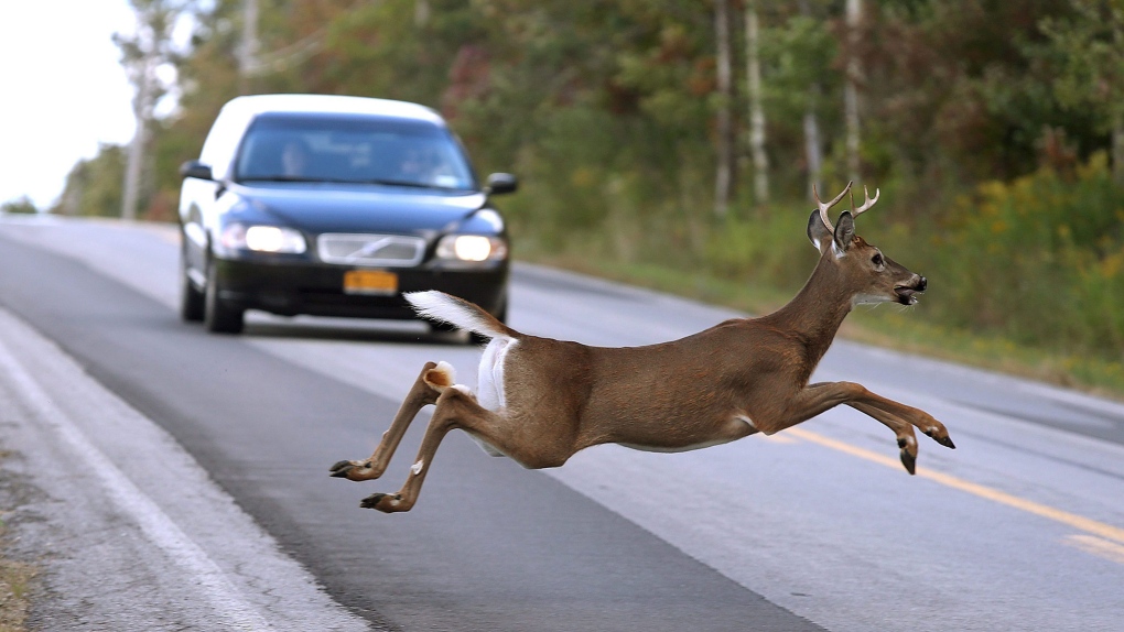 Deer leaps into road 