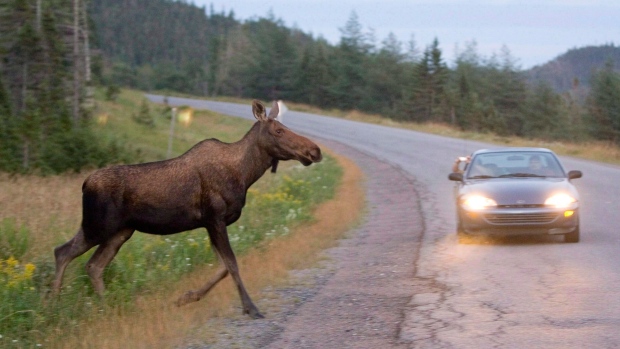 Moose on road