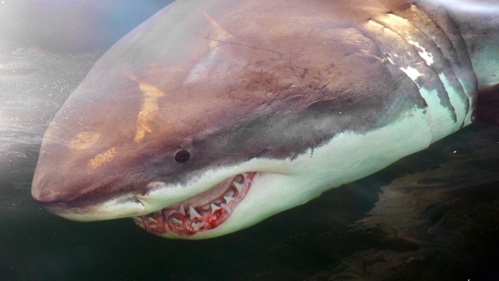 Great white shark off the coast of Massachusetts