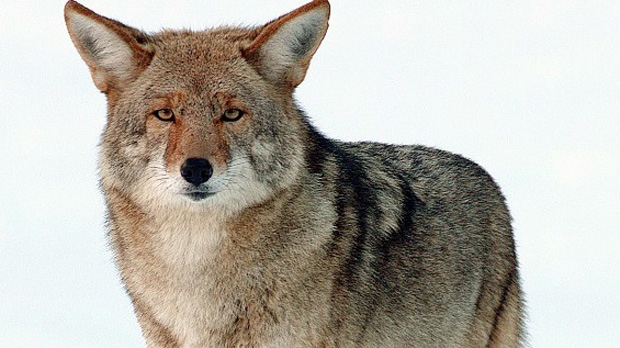 A coyote is seen in this file photo. 