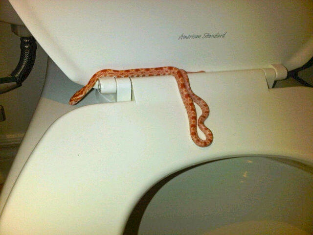 Dalwood Arian spotted this snake last night in his washroom and called the non-emergency line for police. (Dawood Arian for CTV News)