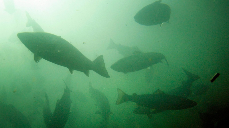In this October 2008 file photo, Atlantic salmon swim in a pen in Eastport, Maine. (Robert F. Bukaty and Jason Leighton)