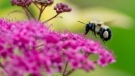 A bee flies in a garden in Chelsea, Que. on June 25, 2014 . (Adrian Wyld)