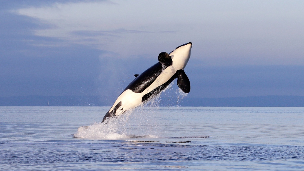 Orca's among most contaminated mammals: research
