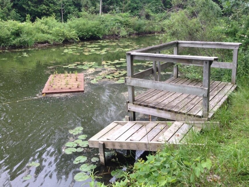 A man-made floating wetland is seen in the Old Ausable Channel near Grand Bend, Ont. on Wednesday, June 25, 2014. (Scott Miller / CTV London)