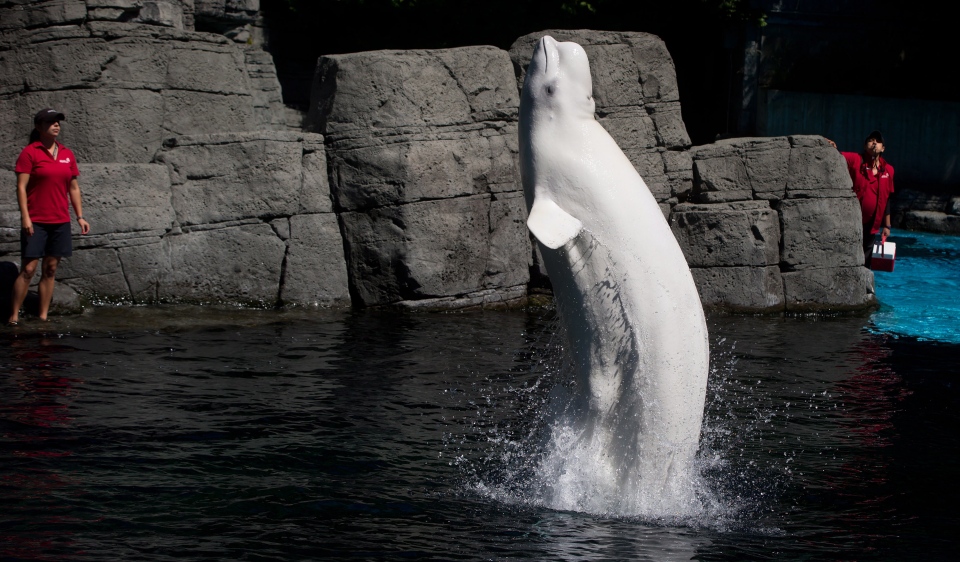 Vancouver Aquarium beluga whale
