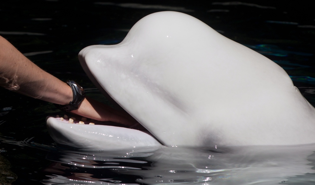 Vancouver Aquarium beluga whale 