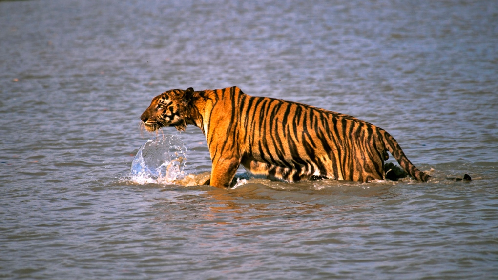 Royal Bengal tiger prowls in Sunderbans