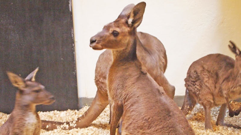 Kangaroos are seen indoors at the Toronto Zoo Thursday, Dec. 8, 2011. (CTV / Tina Yazdani)