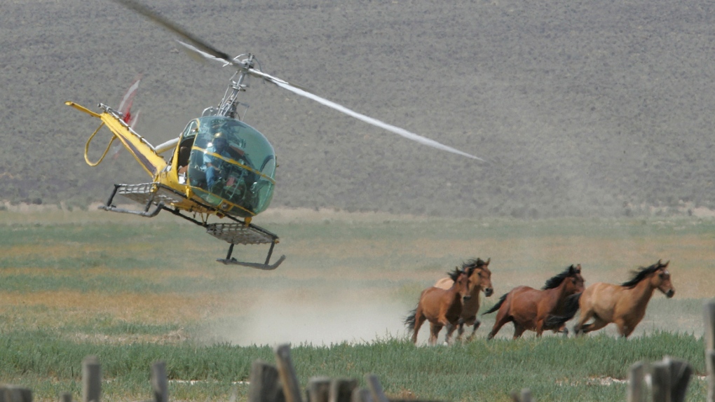 Mustang advocates seek protection for horses