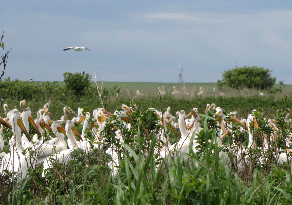 Nesting grounds shrinking at U.S. pelican refuge