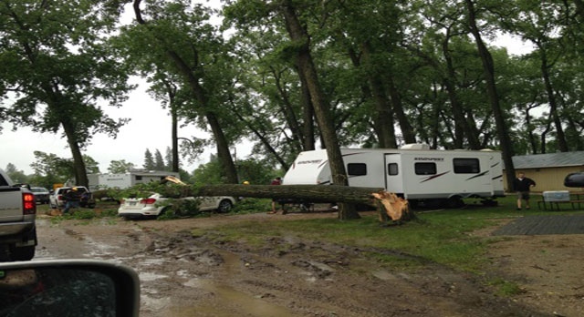 Uprooted trees in Treherne campground. 