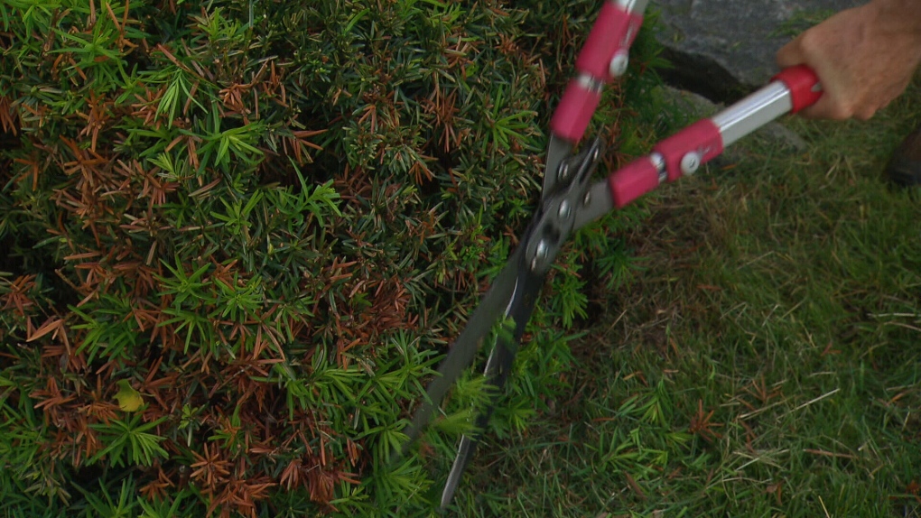 Canada AM: Pruning your shrubs and bushes