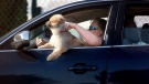 With wind in its face and sharing the driver's side of the car, a small dog cruises as a cool canine on a mid-90 degree day along Orchard Street in Walla Walla, Wash. on Friday August 10, 2012. (AP / Walla Walla Union-Bulletin, Jeff Horner)