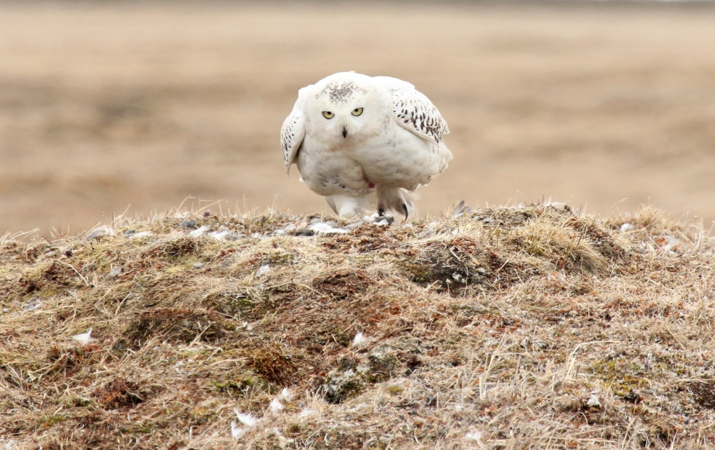 Live cam on Alaskan snowy owl